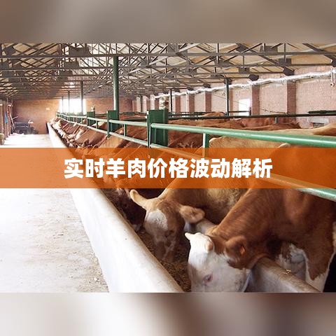 实时羊肉价格波动解析