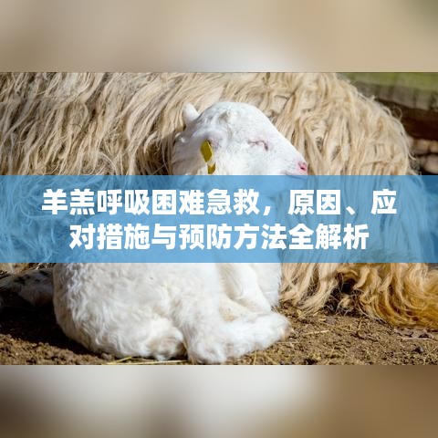 羊羔呼吸困难急救，原因、应对措施与预防方法全解析