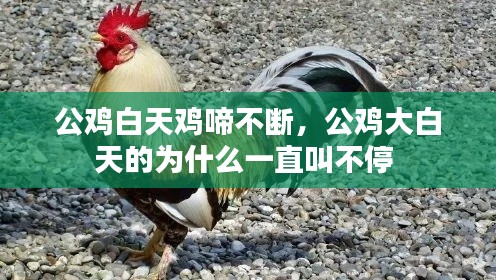 公鸡白天鸡啼不断，公鸡大白天的为什么一直叫不停 