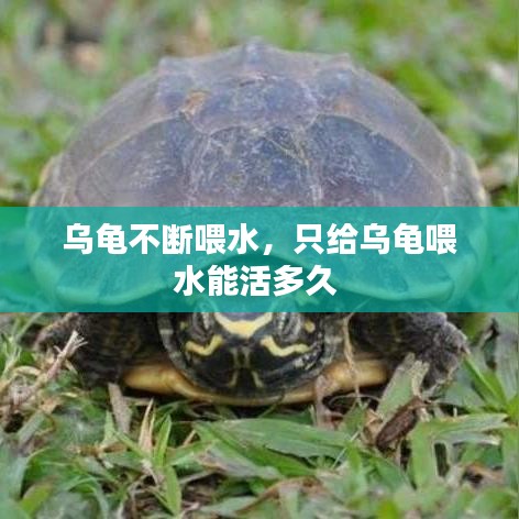 乌龟不断喂水，只给乌龟喂水能活多久 