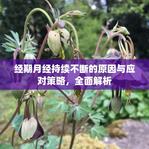 经期月经持续不断的原因与应对策略，全面解析