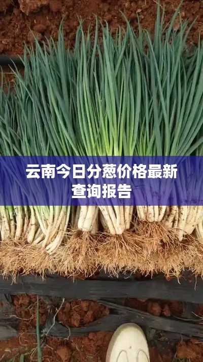 云南今日分葱价格最新查询报告
