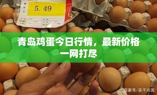青岛鸡蛋今日行情，最新价格一网打尽