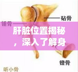 肝脏位置揭秘，深入了解身体结构的重要性