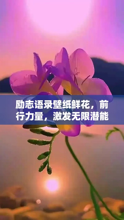 励志语录壁纸鲜花，前行力量，激发无限潜能