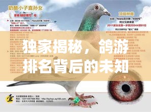 独家揭秘，鸽游排名背后的未知领域探索之旅