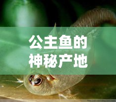 公主鱼的神秘产地大揭秘！