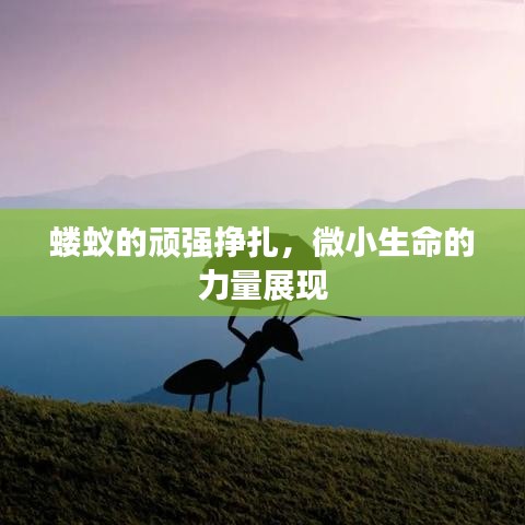 蝼蚁的顽强挣扎，微小生命的力量展现