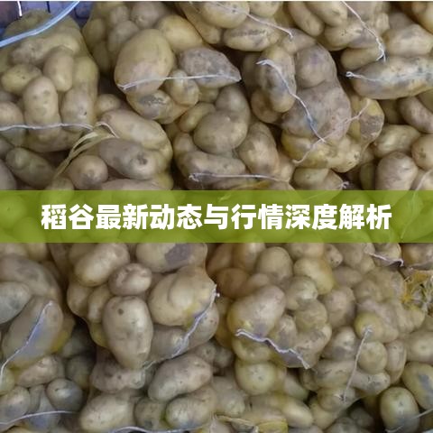 稻谷最新动态与行情深度解析