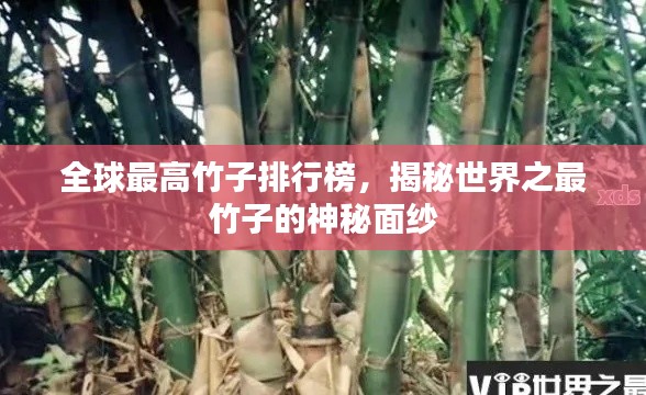 全球最高竹子排行榜，揭秘世界之最竹子的神秘面纱