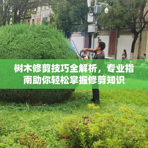 树木修剪技巧全解析，专业指南助你轻松掌握修剪知识