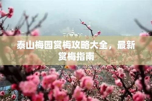 泰山梅园赏梅攻略大全，最新赏梅指南