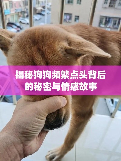 揭秘狗狗频繁点头背后的秘密与情感故事