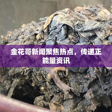 金花哥新闻聚焦热点，传递正能量资讯