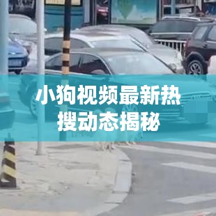 小狗视频最新热搜动态揭秘
