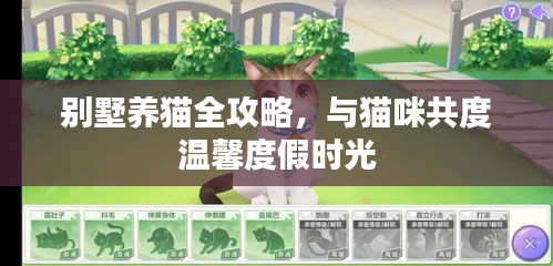 别墅养猫全攻略，与猫咪共度温馨度假时光