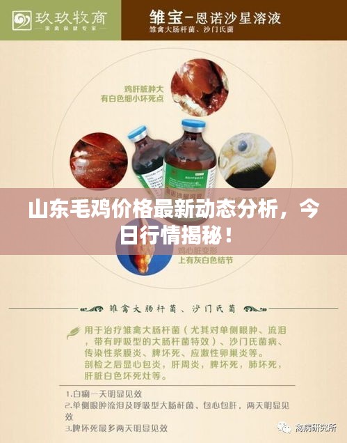 山东毛鸡价格最新动态分析，今日行情揭秘！