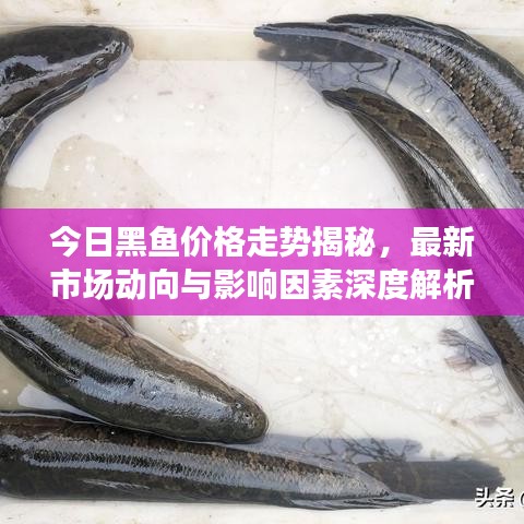 今日黑鱼价格走势揭秘，最新市场动向与影响因素深度解析