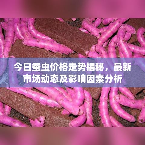 今日蚕虫价格走势揭秘，最新市场动态及影响因素分析