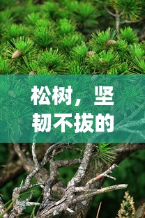 松树，坚韧不拔的绿意传奇