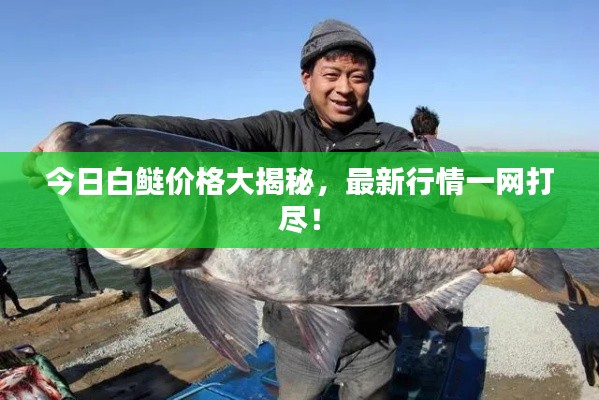 今日白鲢价格大揭秘，最新行情一网打尽！
