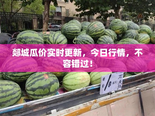 郯城瓜价实时更新，今日行情，不容错过！