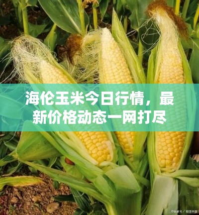 海伦玉米今日行情，最新价格动态一网打尽