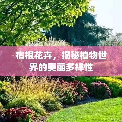 宿根花卉，揭秘植物世界的美丽多样性