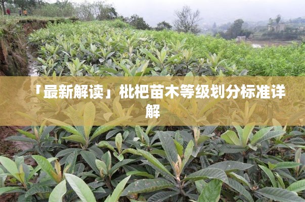 「最新解读」枇杷苗木等级划分标准详解