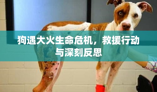 张皇无措