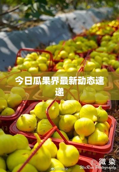 今日瓜果界最新动态速递