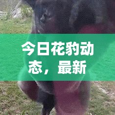雍容雅步
