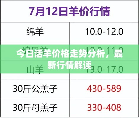 今日活羊价格走势分析，最新行情解读