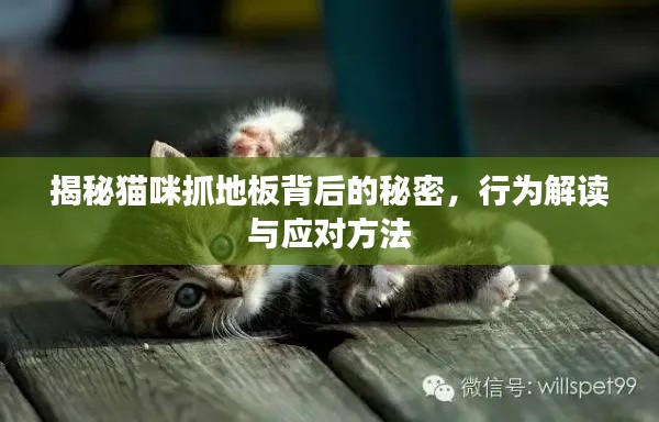 揭秘猫咪抓地板背后的秘密，行为解读与应对方法