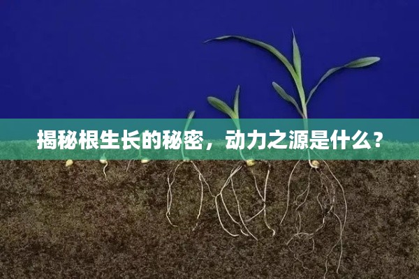 揭秘根生长的秘密，动力之源是什么？