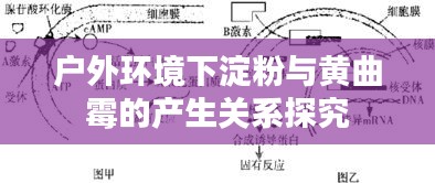 户外环境下淀粉与黄曲霉的产生关系探究
