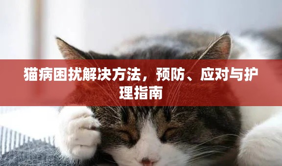 猫病困扰解决方法，预防、应对与护理指南