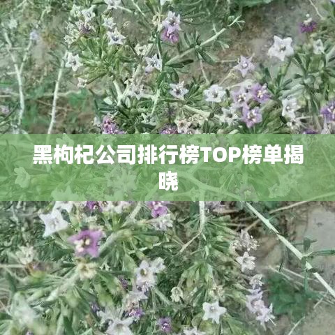 黑枸杞公司排行榜TOP榜单揭晓