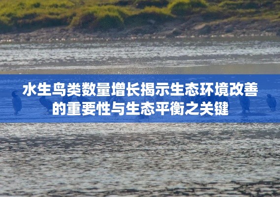水生鸟类数量增长揭示生态环境改善的重要性与生态平衡之关键