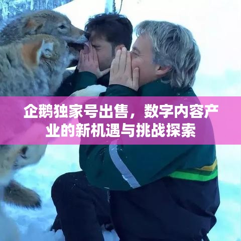 企鹅独家号出售，数字内容产业的新机遇与挑战探索