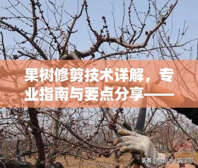 果树修剪技术详解，专业指南与要点分享——百度知识课堂