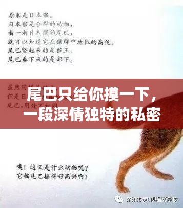 尾巴只给你摸一下，一段深情独特的私密故事