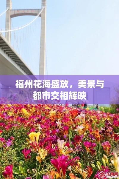 福州花海盛放，美景与都市交相辉映