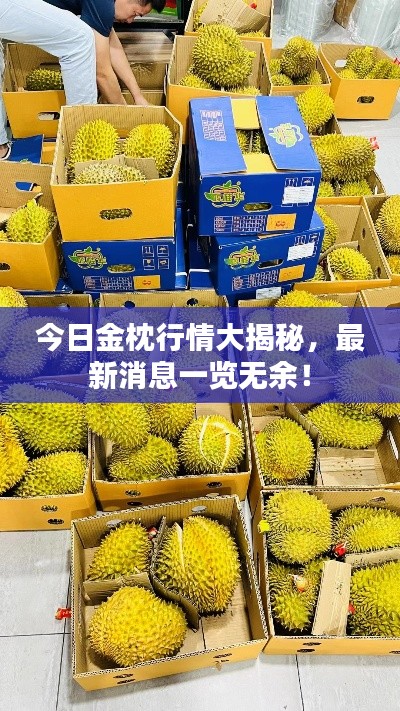 今日金枕行情大揭秘，最新消息一览无余！