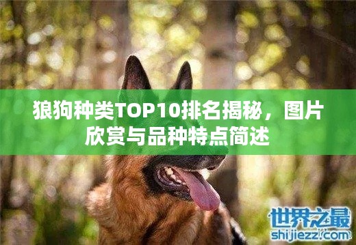 狼狗种类TOP10排名揭秘，图片欣赏与品种特点简述