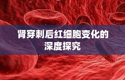 肾穿刺后红细胞变化的深度探究
